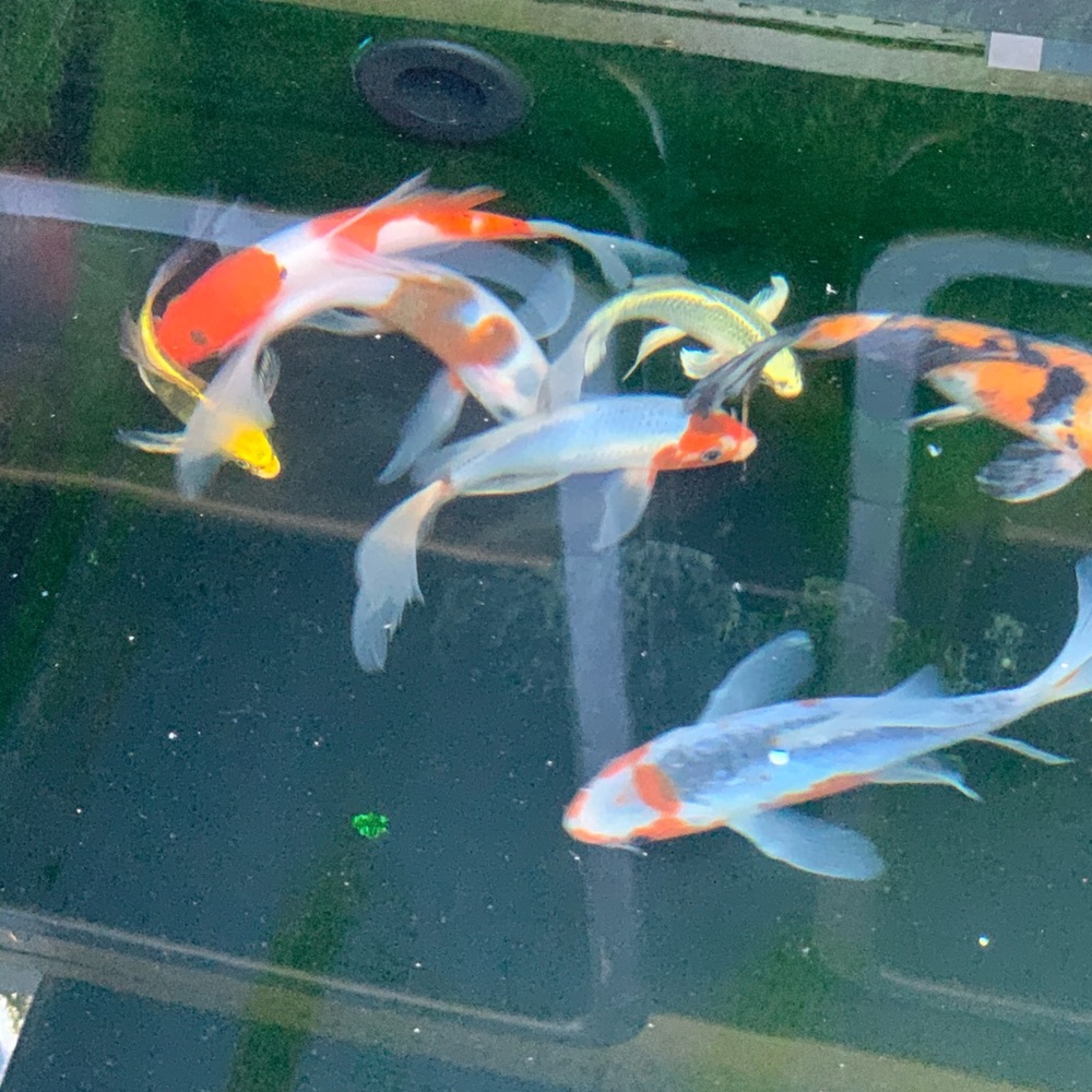 Meet your Posher, Kelly